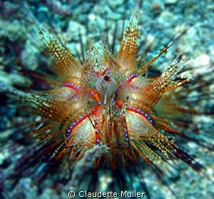 "OUCH!" The spines from these REALLY hurt! by Claudette Muller 
